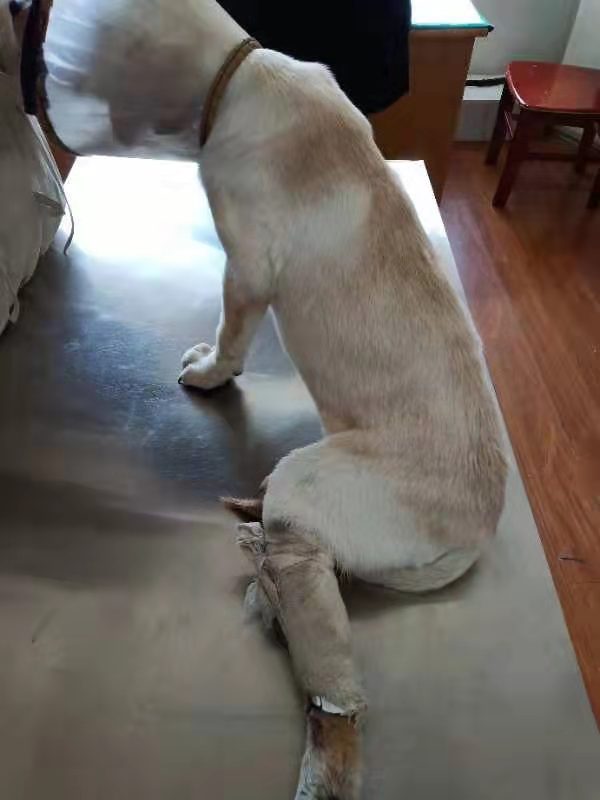 狗狗出現(xiàn)問題莫大意，選擇專業(yè)就是選擇健康