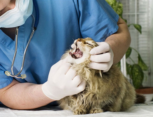 一例因主人粗心導致的尾巴根部嚴重撕裂病例