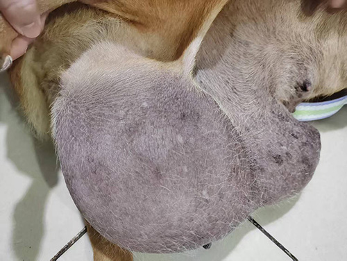 嵩縣田湖狗妹妹，母，右側(cè)腫瘤切除手術(shù)成功