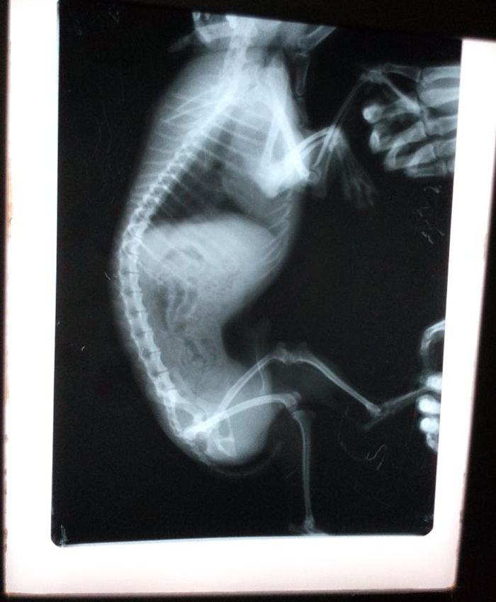 澳科動物醫(yī)院