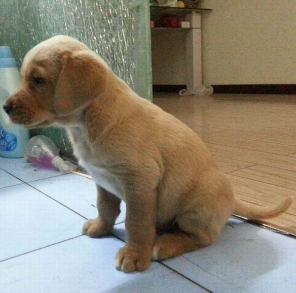 代買代賣寵物 請點(diǎn)擊查看