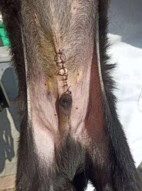 1574151956294145.png blob.png